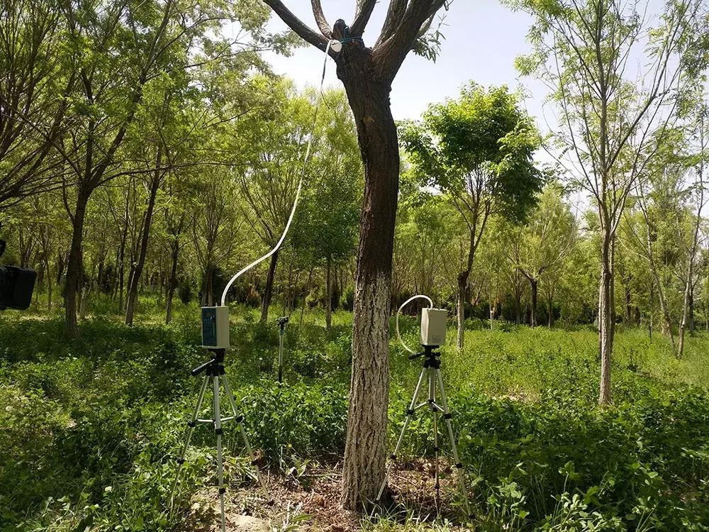 红颈天牛生活习性及防治方法,天牛的习性和天敌