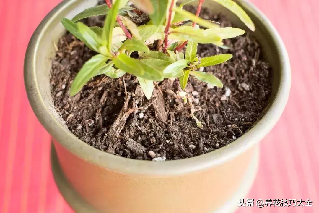 养花的土里有白色的小虫子,幸福树土里面有白色的小虫子