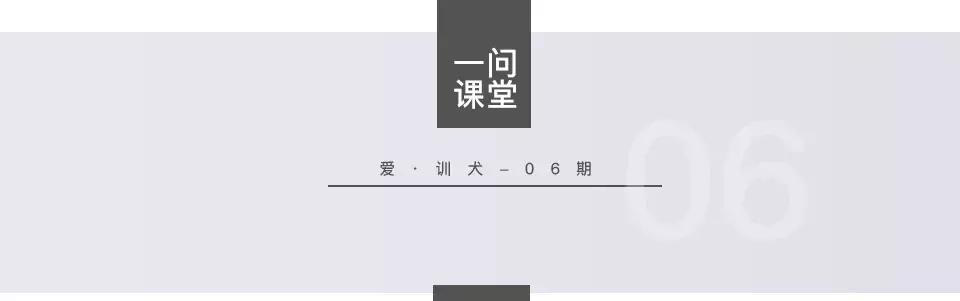 爱训犬,训犬狗狗不听话怎么办