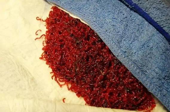 红虫怎么保存死亡率低些,野红虫在家怎么保存最佳方法