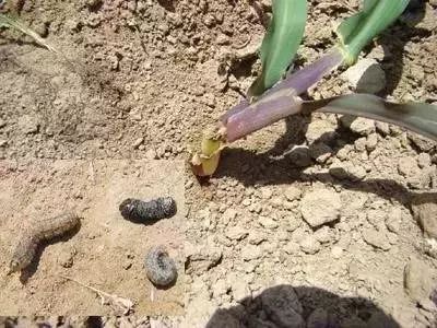 怎么预防玉米苗期病虫害,玉米苗期虫害防治方法