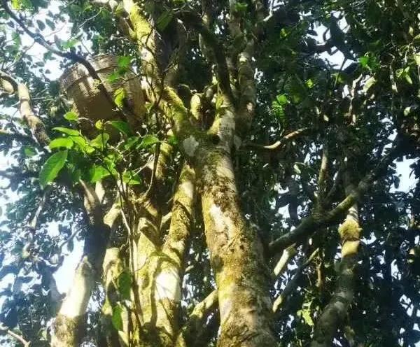 盘点买茶的套路,买茶的那些套路