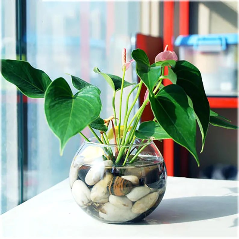 红掌花姿奇特美妍,花苞似佛焰,叶片翠绿欲滴,最佳室内盆栽