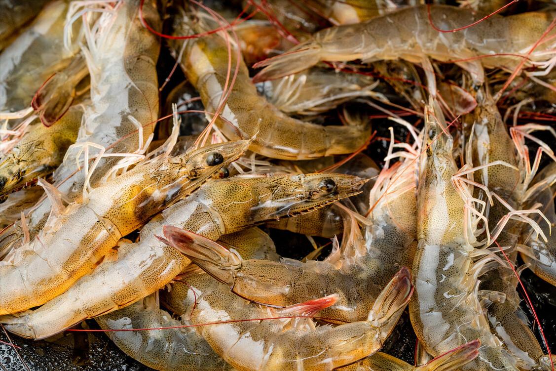 买大虾买什么样的品种的虾最好啊,买虾记住五种别买