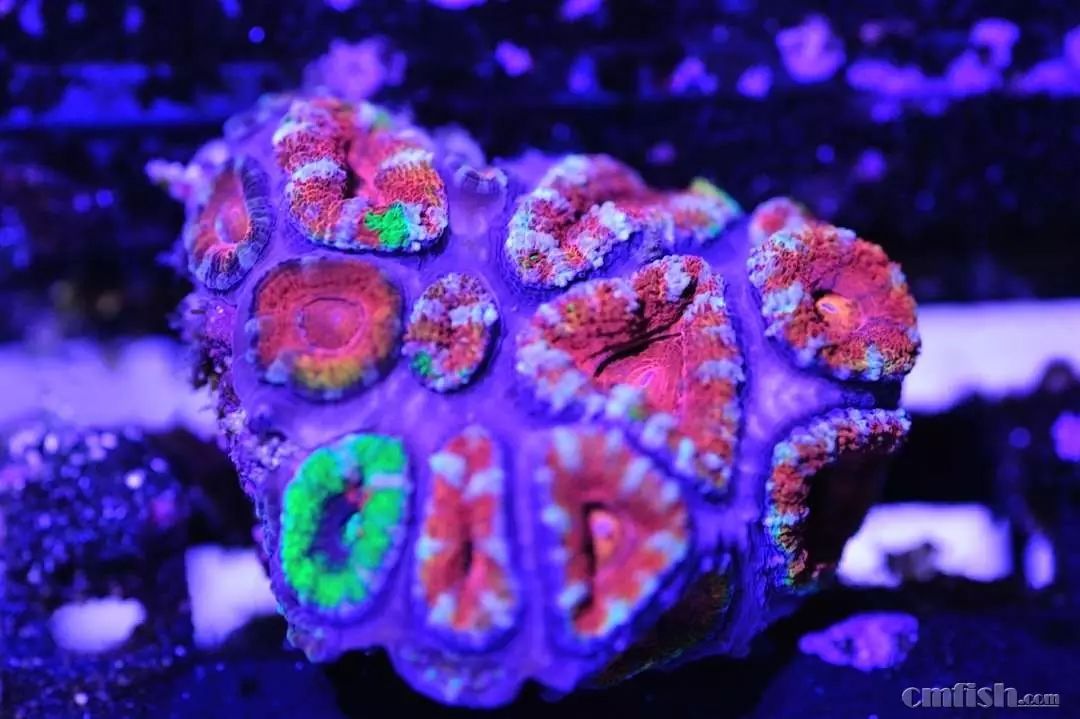 kelo海水灯,kelo灯测评