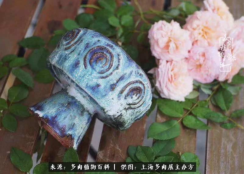 2023多肉展会直播,2023上海多肉植物展