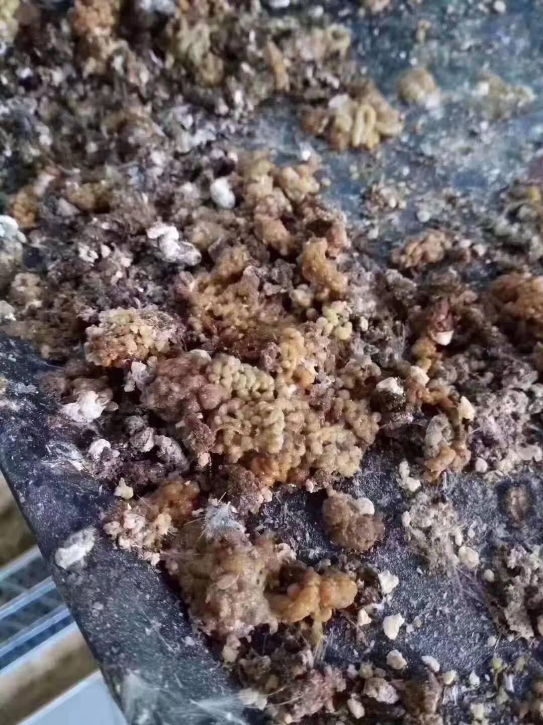 鸡腺肌胃炎预防的最佳时间,关于鸡腺肌胃炎的诊断思路