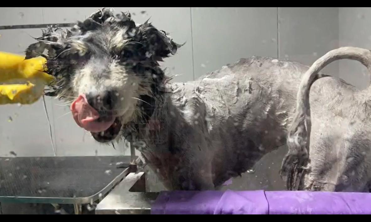 阿拉斯加狗毛剃光几个月长出来,阿拉斯加犬剃毛醒来疯了