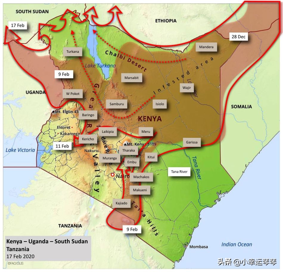 不,这些不是开满黄色花朵的田野,这是一群蝗虫