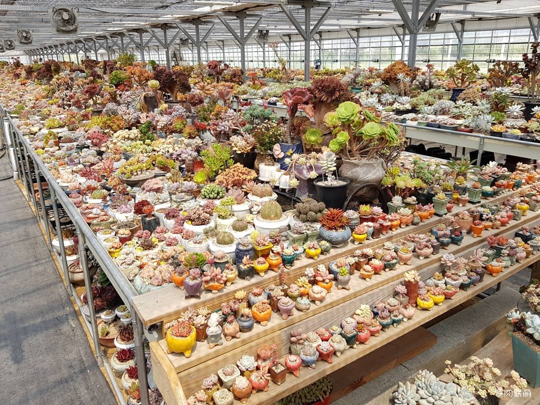 韩国大棚多肉,肉叔带你走遍韩国多肉大棚