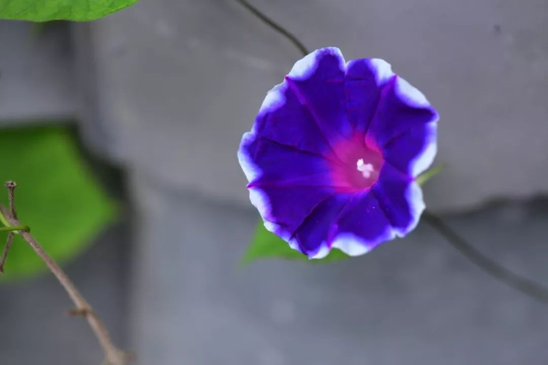 肿瘤与糖尿病的区别,糖尿病与癌症之间回顾性分析