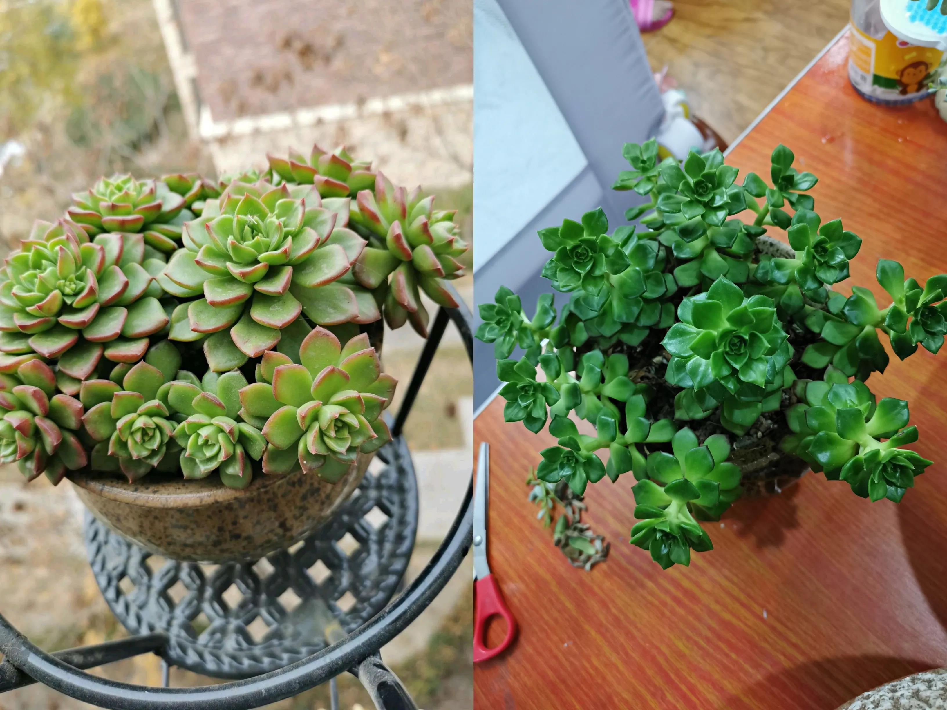 桃蛋徒长了还能恢复吗,桃蛋徒长叶片间距大怎么办