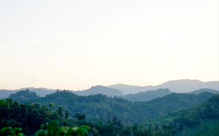 刮风寨哪些茶比较出名,刮风寨是易武最好的茶吗