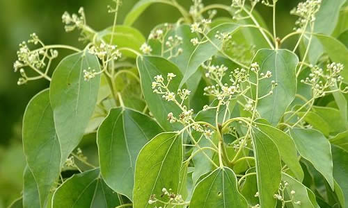 苗木行业现状及前景,苗木市场整体的发展趋势