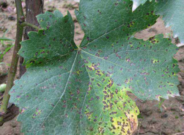 葡萄叶片出现灰斑块什么原因,葡萄叶子上有褐色斑怎么治