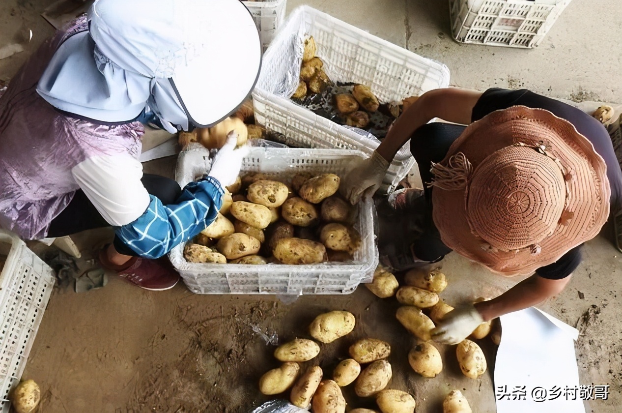 40万斤卖不掉，8万斤烂到地里，5毛一斤没人要，农民怎么办？