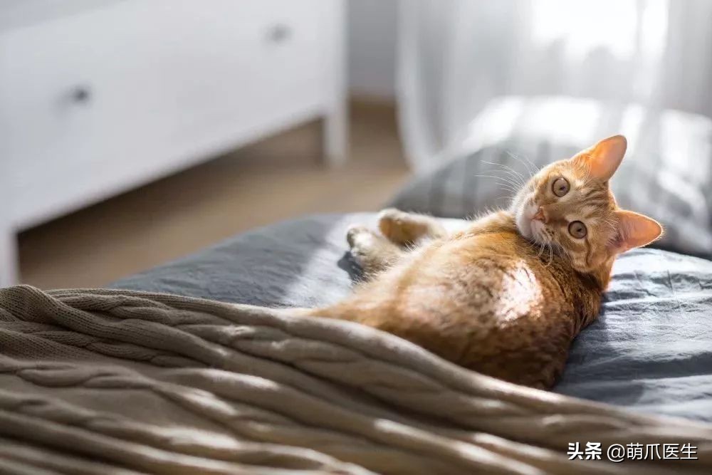 我靠美食养猫发家致富txt,月入三千也能养猫