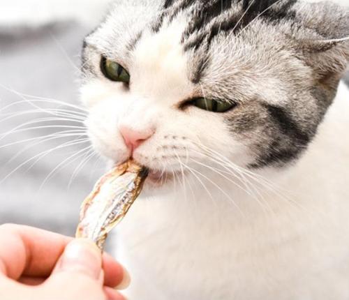 猫咪的十大坏习惯,猫咪十大常见病和预防方法