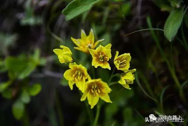 探秘汉中,汉中一村子窜入野生羚牛