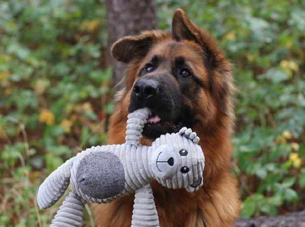 德国牧羊犬可怕吗,德国牧羊犬很危险建议最好不要养