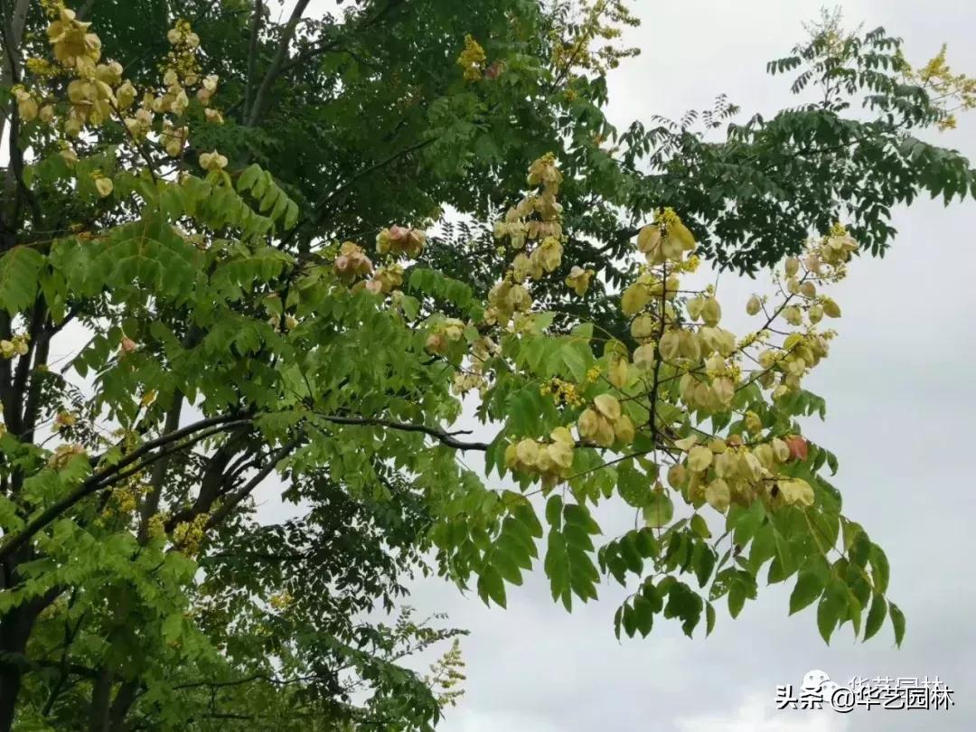 白露的诗句露从今夜白,白露至凉风起且看露从今夜白