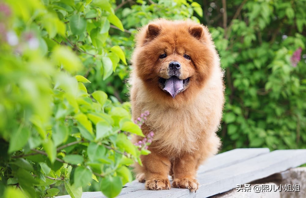 十大名贵犬种及价格,名贵小型犬种大全视频