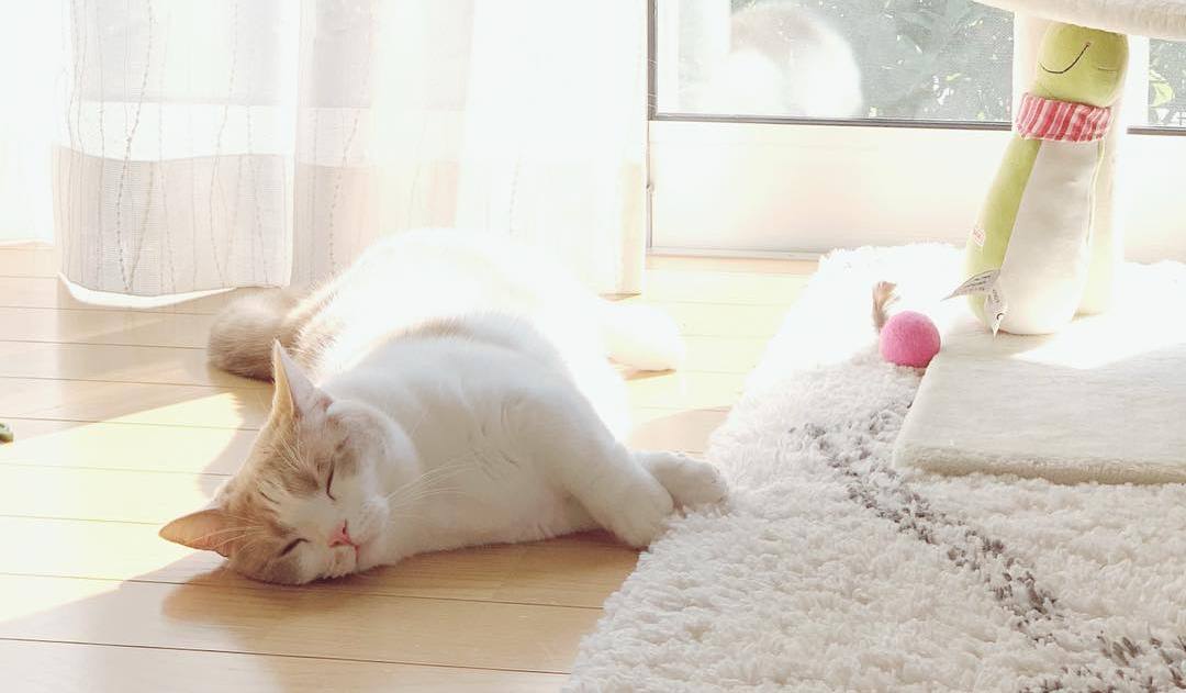 猫咪贫血严重原因有哪些,猫咪贫血是怎么造成的