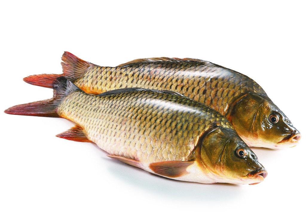 网络曝光坑人的老板,为什么黑坑钓鱼越来越少