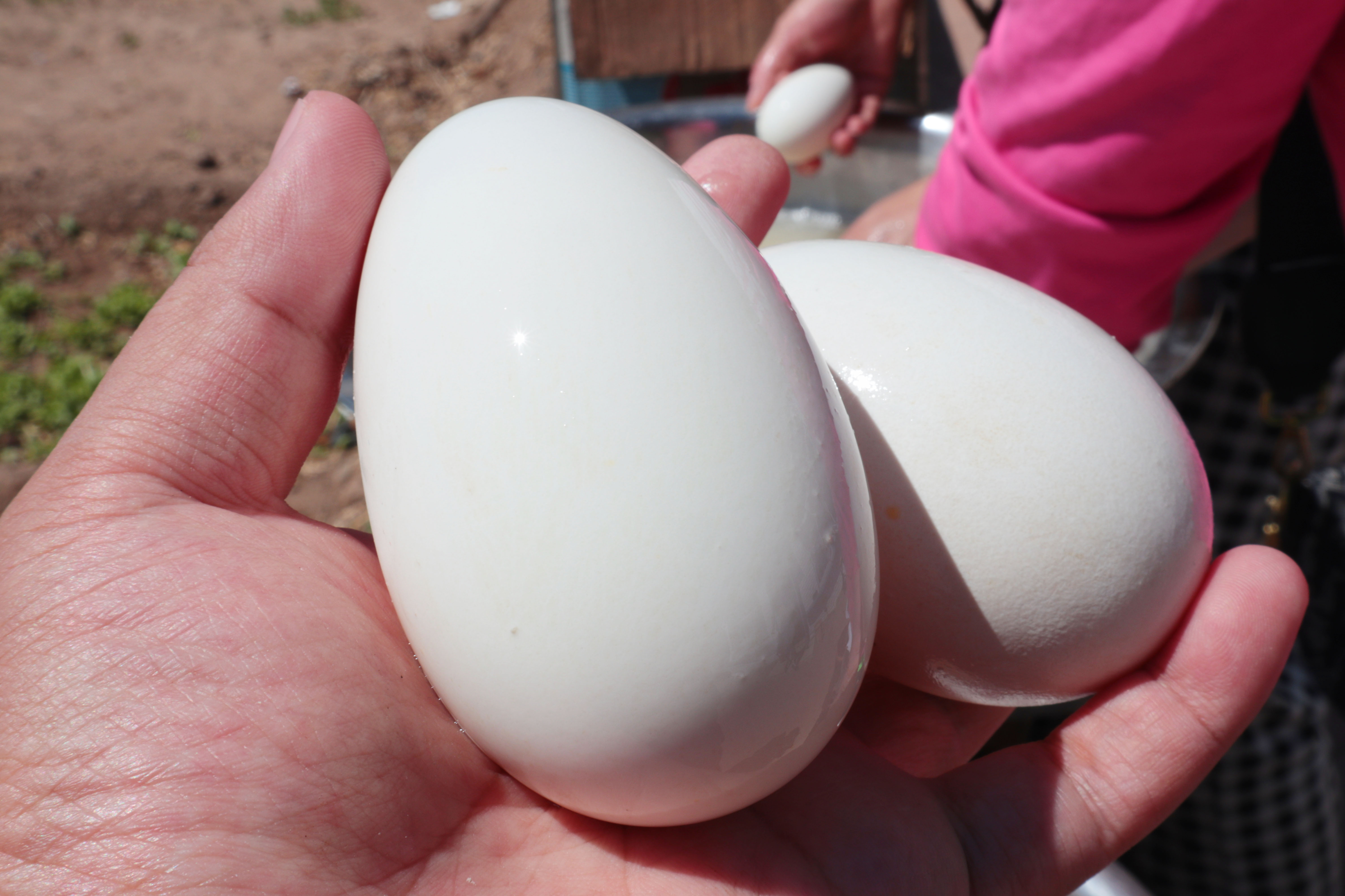 老鹅蛋鸭蛋怎么腌,腌制老鹅蛋的做法