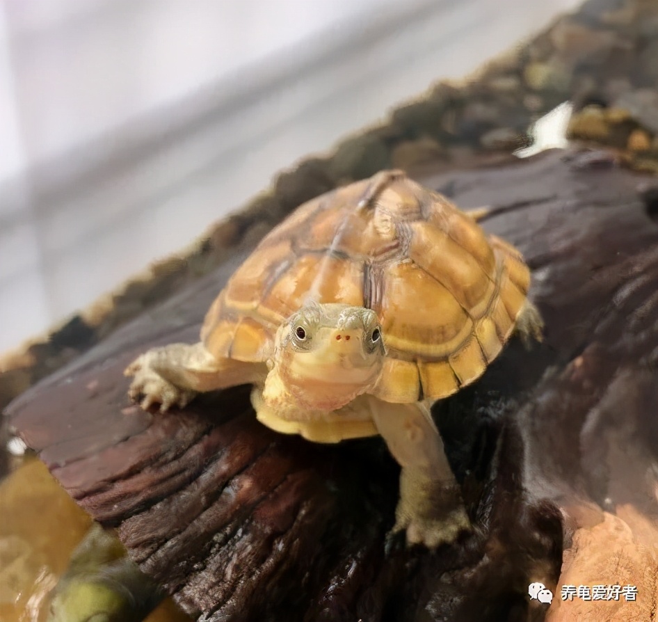 龟在冰箱如何冬眠,龟冬眠有哪些方式