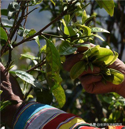 普洱茶从采摘到制作全过程,普洱生茶的制作工艺流程