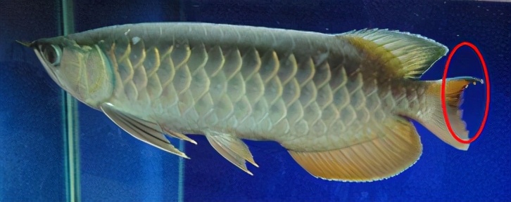 龙鱼常见疾病及治疗方法,龙鱼疾病找哪里救治