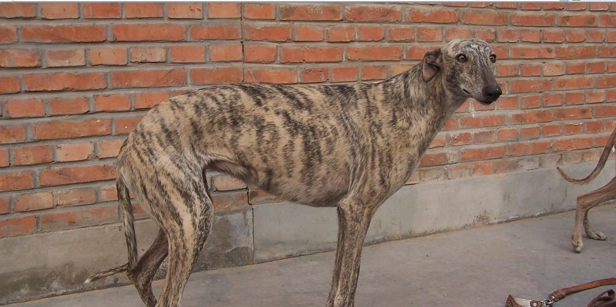 格力犬猎犬打猎视频,格力犬古老