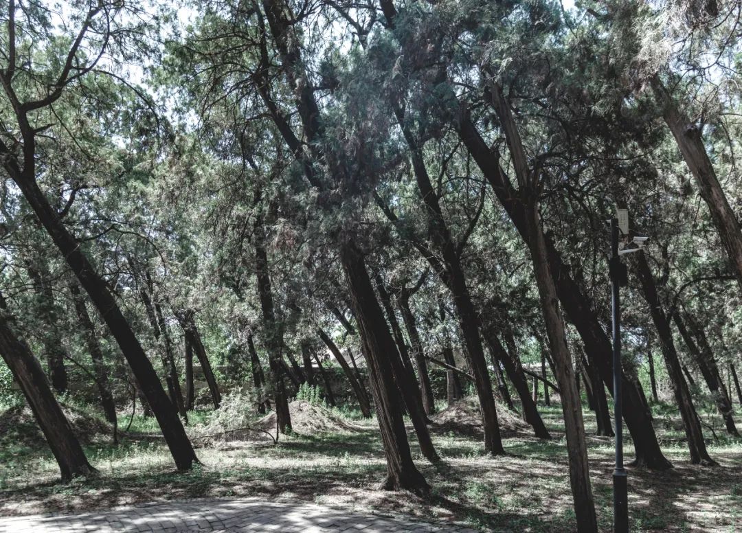 东坡埋在了哪里,苏轼埋葬郏县