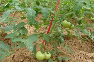 番茄的种植技术番茄有哪些虫害,番茄栽培技术番茄病虫害防治视频