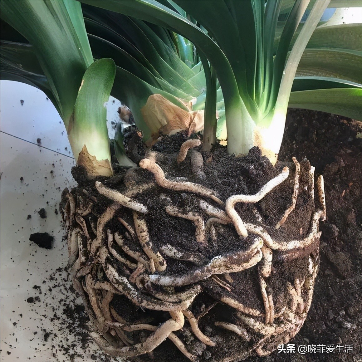 君子兰养了几年不开花要换盆吗,君子兰不开花这样养一年能开两茬