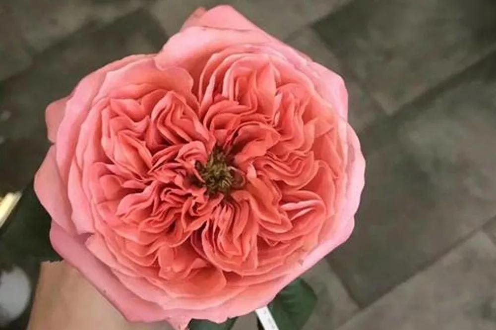 花店必备的5款玫瑰,鲜花图鉴一次性认识30种玫瑰花