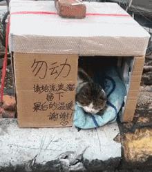 两个月的猫咪流浪猫怎么喂养,流浪猫给它一点温暖却不能养