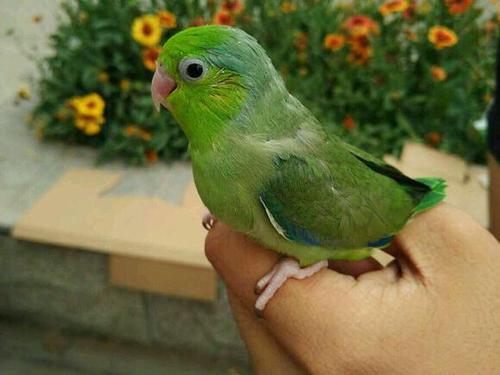 手养鸟和笼养鸟繁殖,手养鹦鹉跟笼养的区别