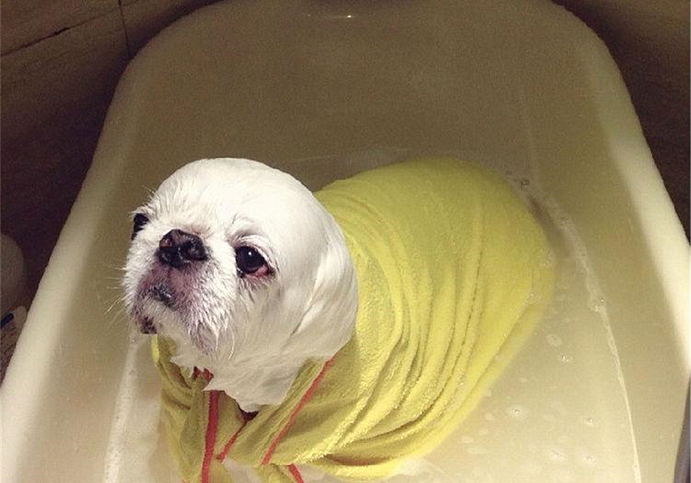 狗狗不能洗澡的五个时期,狗狗洗澡为什么不能那么频繁