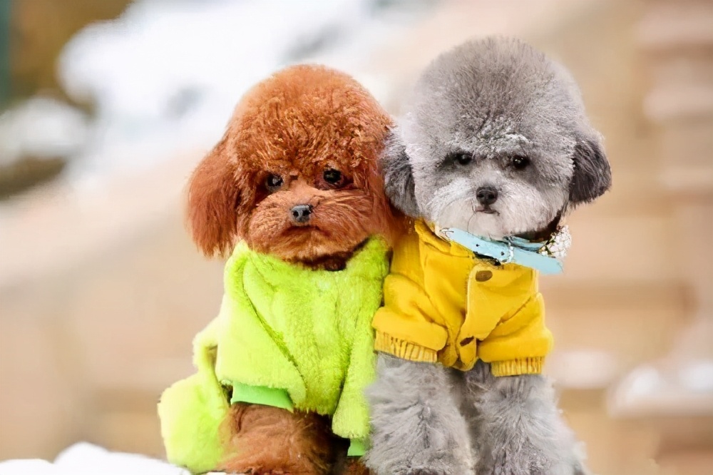 养两只狗狗总是打架怎么办,家里两只狗打架