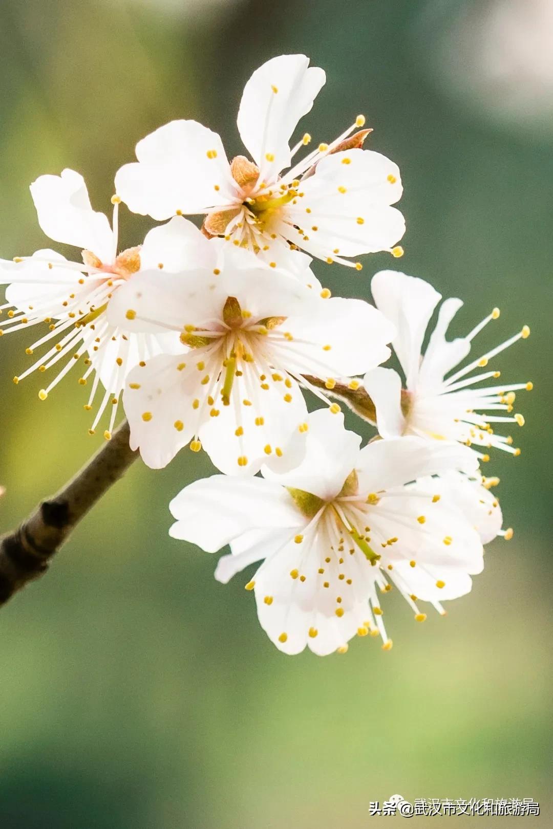 花young官方购票,花young套餐29元103g联通