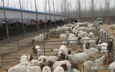 农村种植什么最赚钱最好做,农村种植什么最赚钱500元小本创业