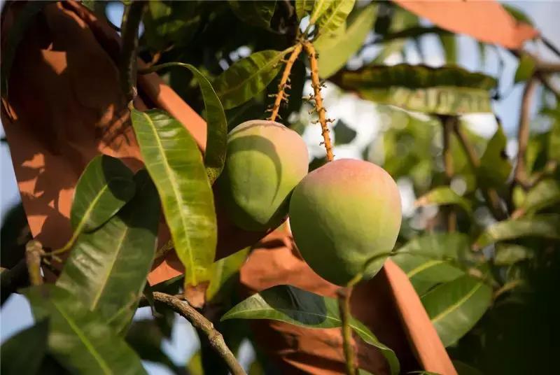 值得带回家的海南特产,带你分享海南特产海鲜