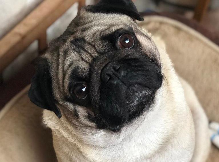 养巴哥犬需要注意什么,养巴哥犬需要注意什么细节