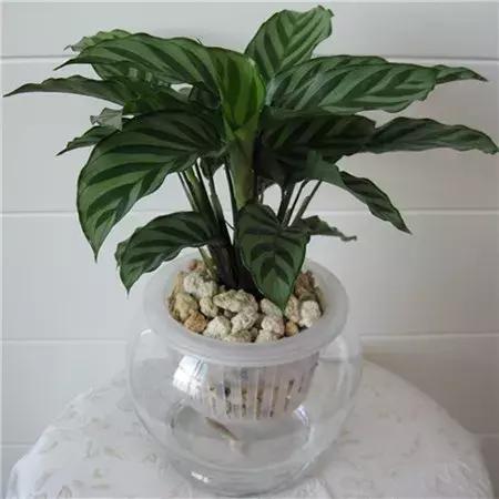 水培植物怎么养长得好,水培植物方法和注意事项有哪些呢