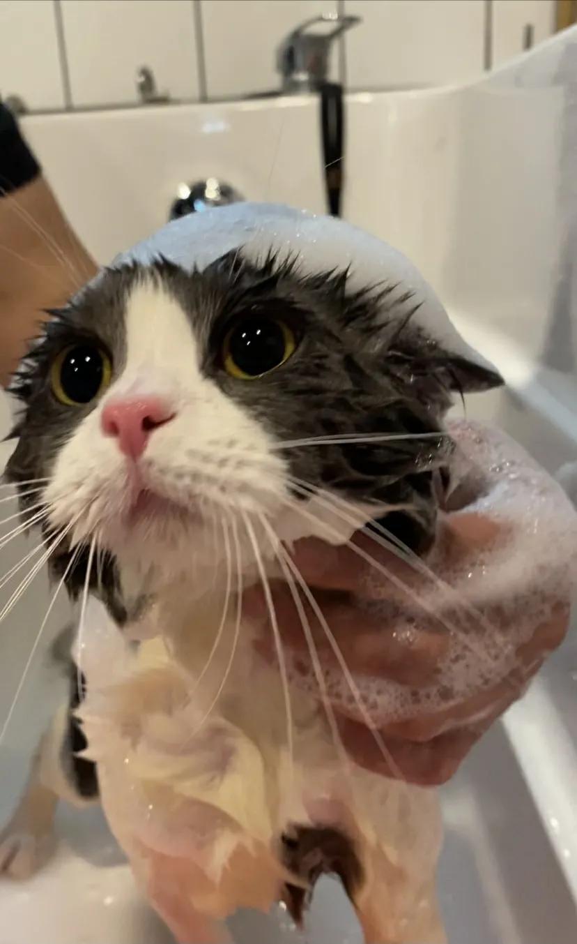 十个冷知识养猫和养狗哪个更麻烦,养猫必知的十条冷知识大全