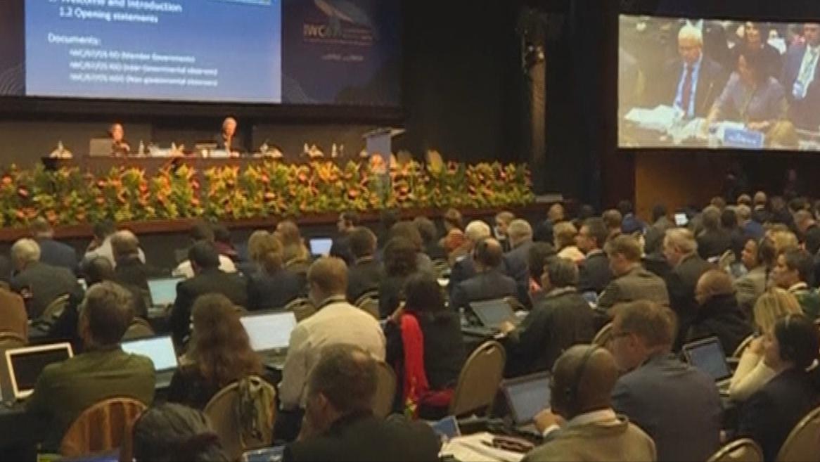 日本为何不禁止商业捕鲸 (日本捕鲸还在继续么)