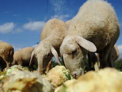 閲庣敓璋峰瓙鏈変粈涔堢敤,閲庣敓绋荤殑鑺掑埡