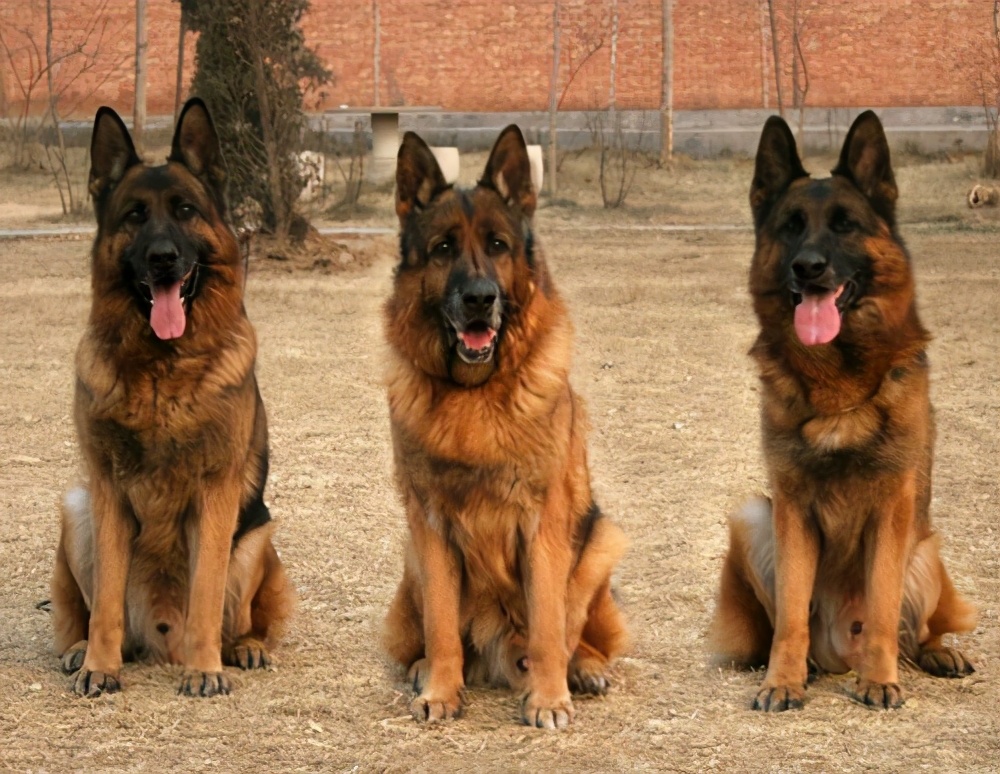 德牧怎么让它厉害点,凶猛的德牧看家护院